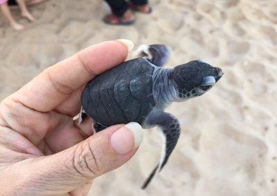 Turtling hatchling released at hatchery.