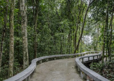 Elevated walkway through forest